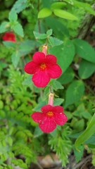 Achimenes erecta