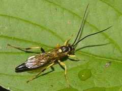 Ichneumon annulatorius