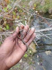 Thamnophis proximus rubrilineatus