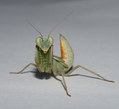 Photiomantis