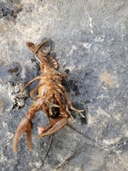 Cambarus robustus