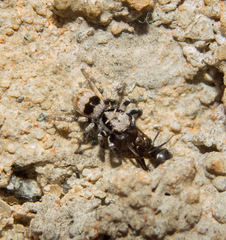 Corythalia fimbriata