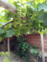 Vitis vinifera