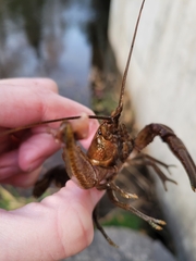 Cambarus robustus