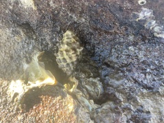 Tenguella marginalba