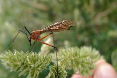 Harpobittacus australis