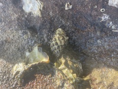 Tenguella marginalba