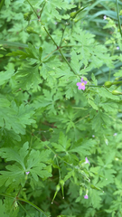 Geranium purpureum