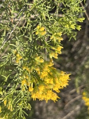 Xylothamia diffusa