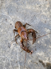 Cambarus robustus