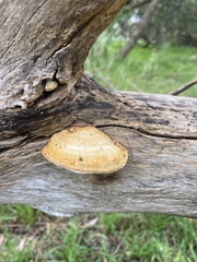 Truncospora ochroleuca