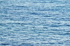 Phalacrocorax capensis
