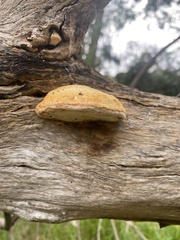 Truncospora ochroleuca