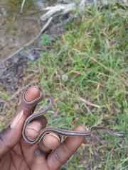 Thamnophis proximus rubrilineatus