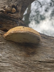 Truncospora ochroleuca