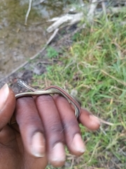 Thamnophis proximus rubrilineatus