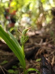 Pterostylis irsoniana
