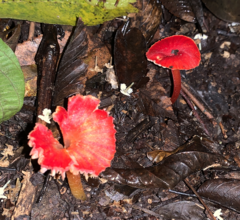 Hygrocybe miniata