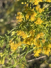 Xylothamia diffusa