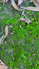 Didymodon