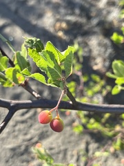 Bursera epinnata