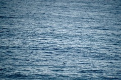 Phalacrocorax capensis