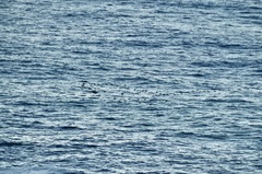 Phalacrocorax capensis