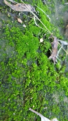 Didymodon