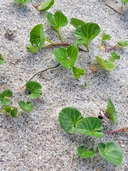 Calystegia soldanella