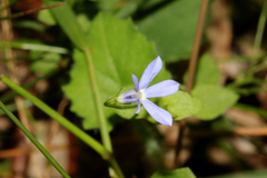 Lobelia membranacea
