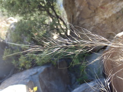 Muhlenbergia elongata