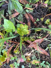 Puccinia violae