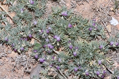 Astragalus kentrophyta