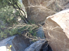 Muhlenbergia elongata
