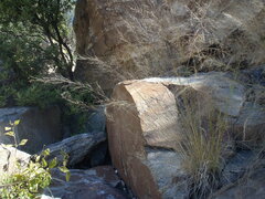 Muhlenbergia elongata