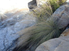 Muhlenbergia elongata