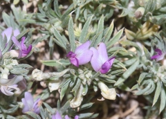 Astragalus kentrophyta