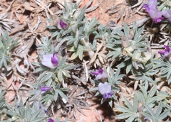 Astragalus kentrophyta