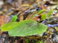 Corybas acuminatus