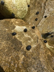 Nerita melanotragus