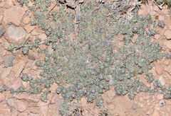 Astragalus kentrophyta