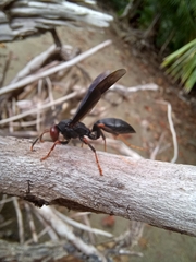 Polistes erythrocephalus