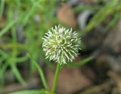 Spermacoce stenophylla