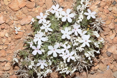 Phlox gladiformis