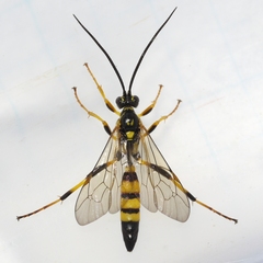 Ichneumon annulatorius