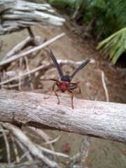Polistes erythrocephalus