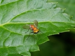 Condylostylus comatus