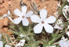 Phlox gladiformis