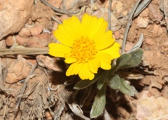 Tetraneuris argentea