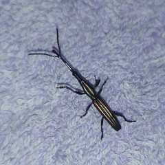 Acratini
